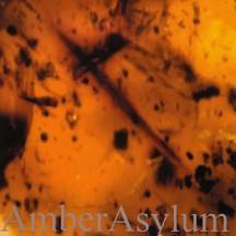 Amber Asylum : Frozen in Amber